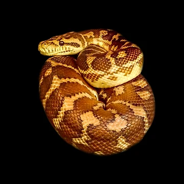 Vorschaubild zum Design Teppichpython von Guardi71