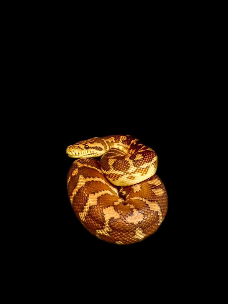 Thumbnail 4 of 4, iPhone Case, Carpet python designed and sold by Guardi71.
