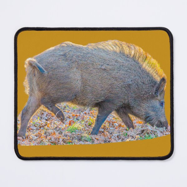 Item preview, Back-lit Boar designed and sold by Dalyndigital Photography.