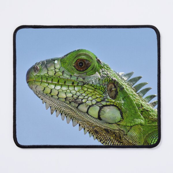 Item preview, Green Iguana designed and sold by NandaniBridglal.