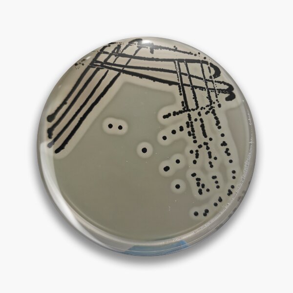 Item preview, Quadrant Streak of Staphylococcus aureus designed and sold by NandaniBridglal.