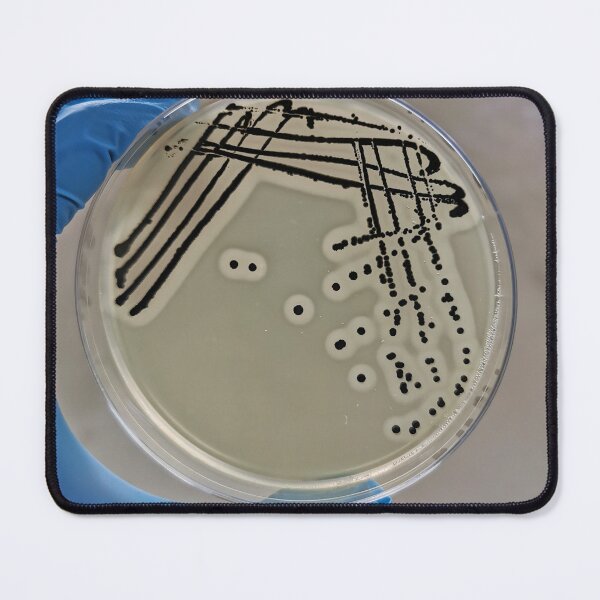 Item preview, Quadrant Streak of Staphylococcus aureus designed and sold by NandaniBridglal.