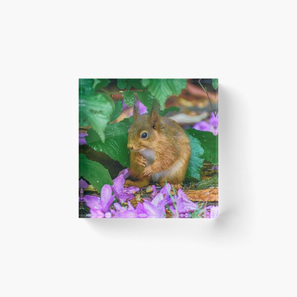 Item preview, Ardilla roja - Cumbria designed and sold by Richard Ion.