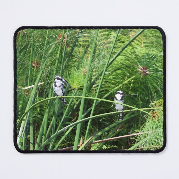Item preview, Pied Kingfishers designed and sold by Proud & Pretty Wildlife Photography.