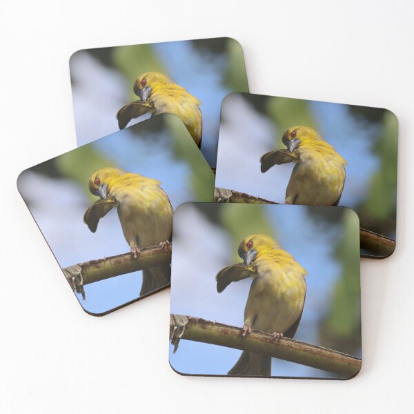 Item preview, Scratching Weaver Bird photo designed and sold by Proud & Pretty Wildlife Photography.