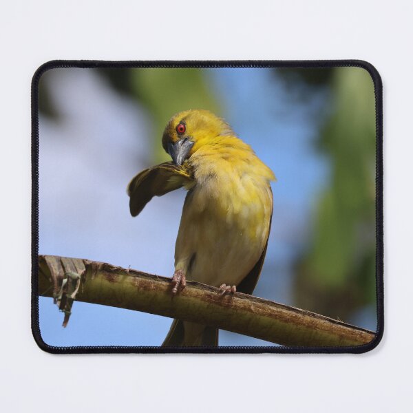Item preview, Scratching Weaver Bird photo designed and sold by Proud & Pretty Wildlife Photography.