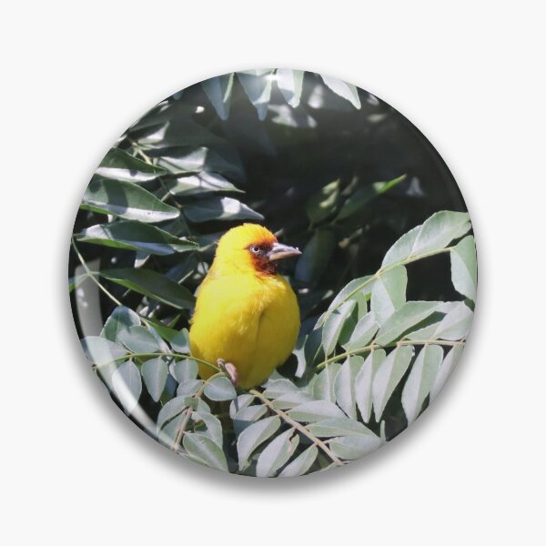 Item preview, Weaver bird in a tree designed and sold by Proud & Pretty Wildlife Photography.