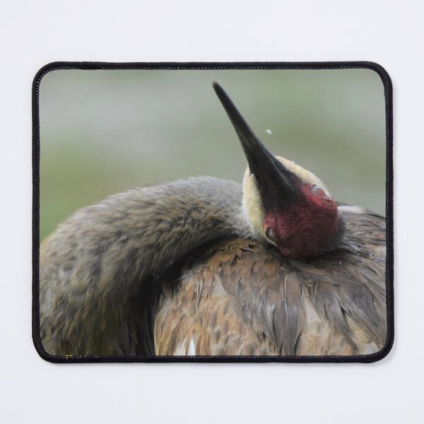 Item preview, Sandhill Crane designed and sold by Qzmet.