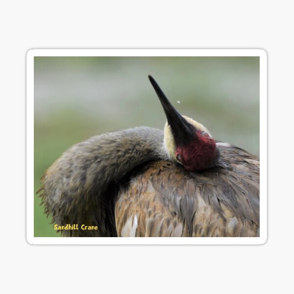 Item preview, Sandhill Crane designed and sold by Qzmet.