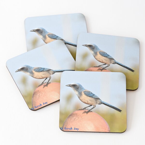 Item preview, Florida Scrub Jay designed and sold by Qzmet.