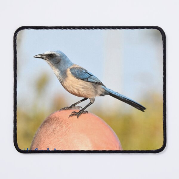 Item preview, Florida Scrub Jay designed and sold by Qzmet.
