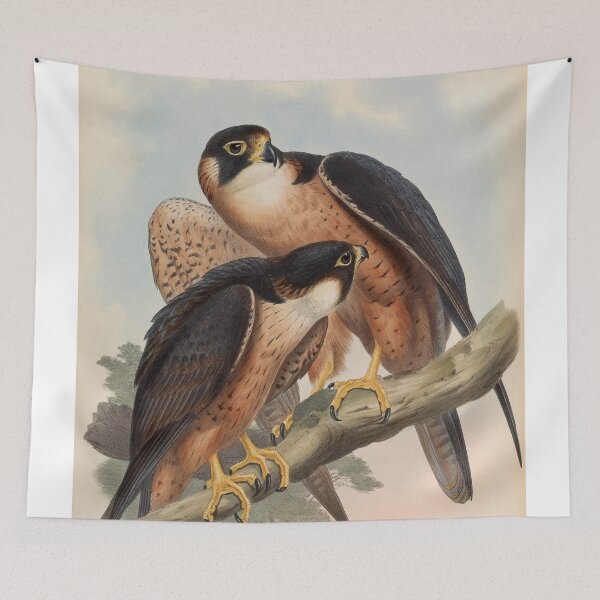 Item preview, Vintage Falcon Illustration – 19th-Century Ornithology Print designed and sold by InnerCitadel.