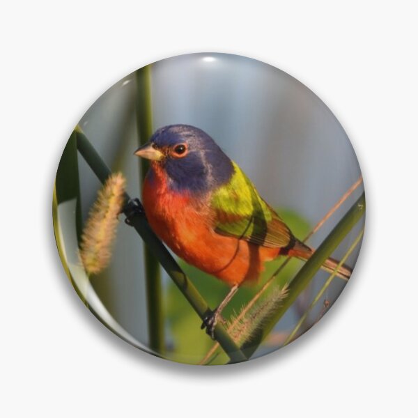 Item preview, Painted Bunting designed and sold by Qzmet.