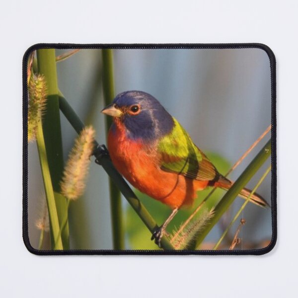 Item preview, Painted Bunting designed and sold by Qzmet.