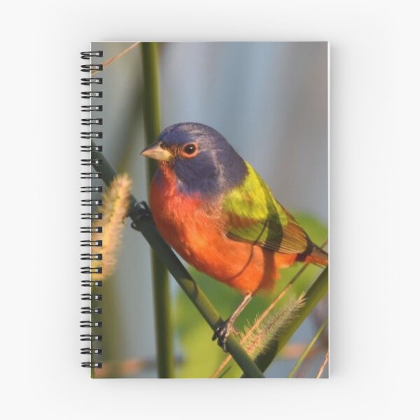Item preview, Painted Bunting designed and sold by Qzmet.