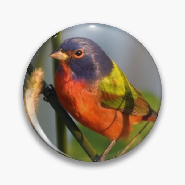 Item preview, Painted Bunting designed and sold by Qzmet.