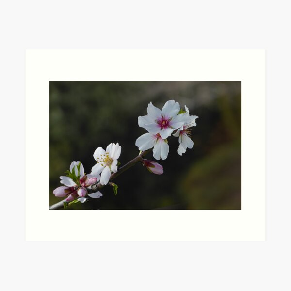 Item preview, Almond Blossom. designed and sold by Paul Pasco.
