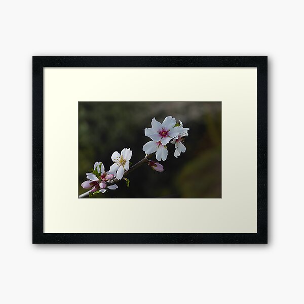 Item preview, Almond Blossom. designed and sold by Paul Pasco.