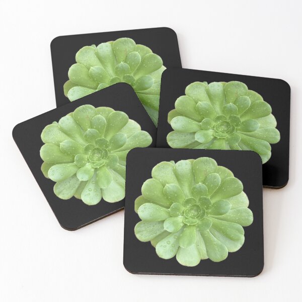 Post Rain Succulent Coasters (Set of 4)