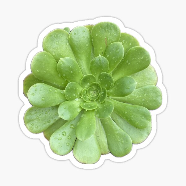 Post Rain Succulent Sticker
