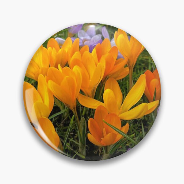 Item preview, Crocuses in soft Spring Sunshine designed and sold by Violaman.