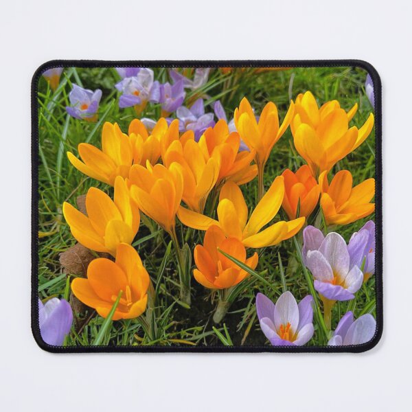 Item preview, Crocuses in soft Spring Sunshine designed and sold by Violaman.