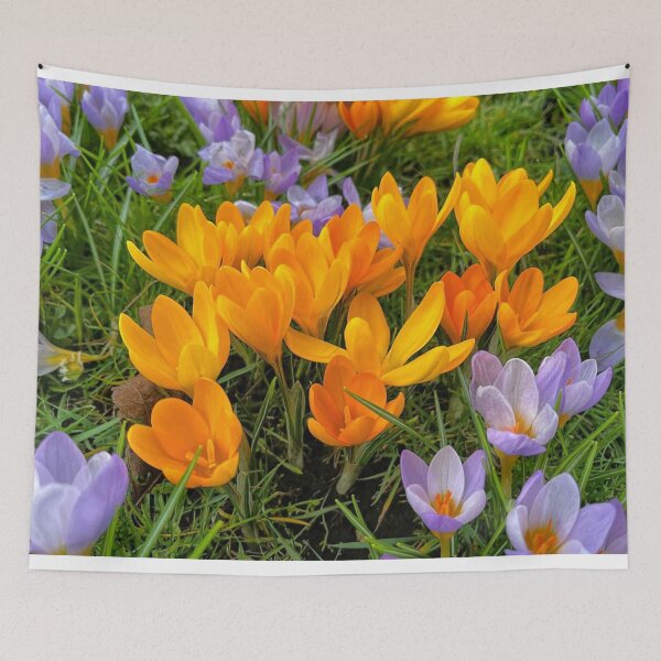 Item preview, Crocuses in soft Spring Sunshine designed and sold by Violaman.