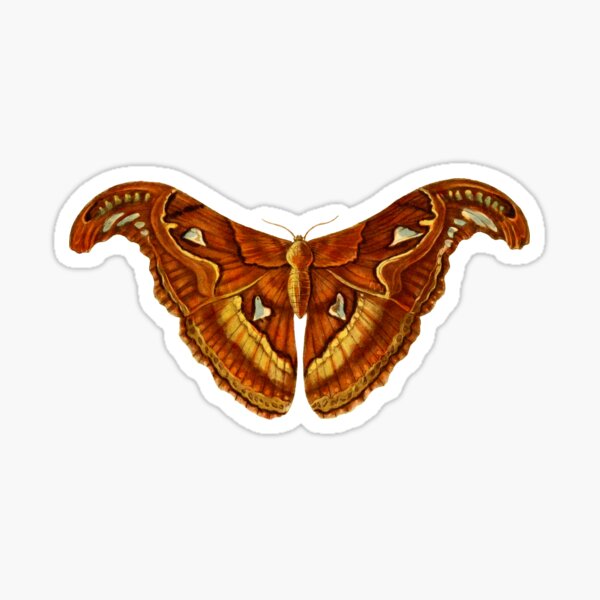 Item preview, Atlas Moth designed and sold by Printiquity.