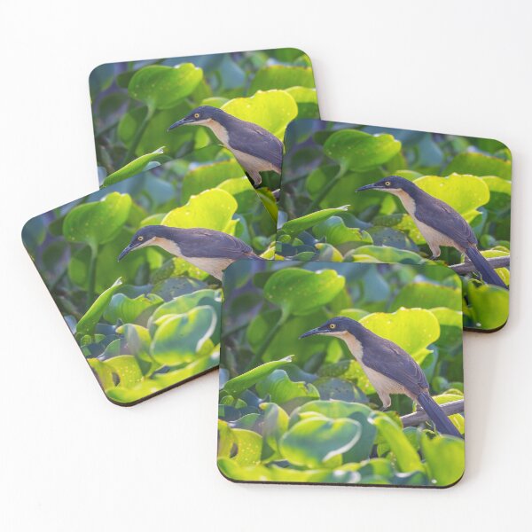 Item preview, Black Capped Donacobius Pantanal Brazil designed and sold by PhotoArt by Joan Carroll.