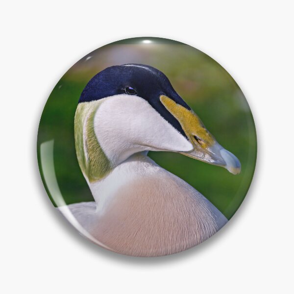Item preview, Retrato del pato eider designed and sold by Tom McPherson Photography.