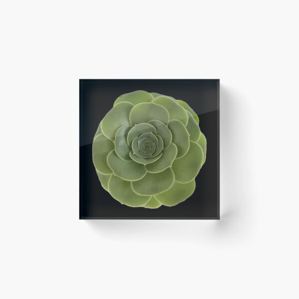 Item preview, Looking up to my Succulent designed and sold by SucculentLovers.