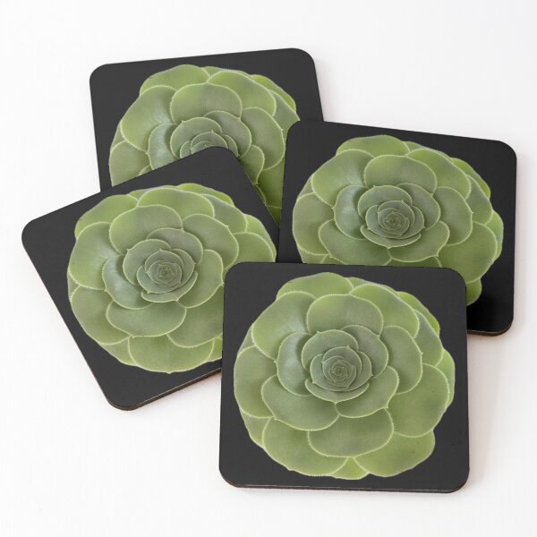 Looking up to my Succulent Coasters (Set of 4)