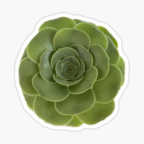 Looking up to my Succulent Sticker