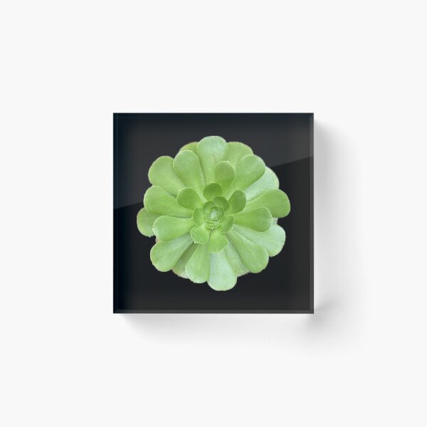 Item preview, Bright Wet Succulent designed and sold by SucculentLovers.