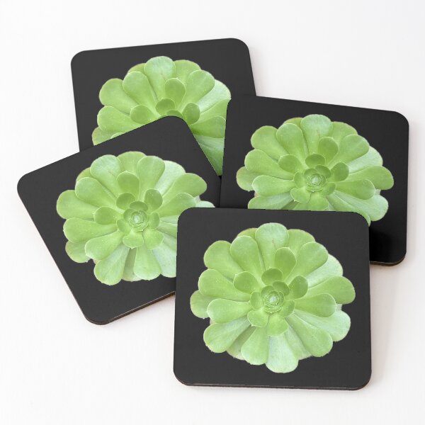 Bright Wet Succulent Coasters (Set of 4)