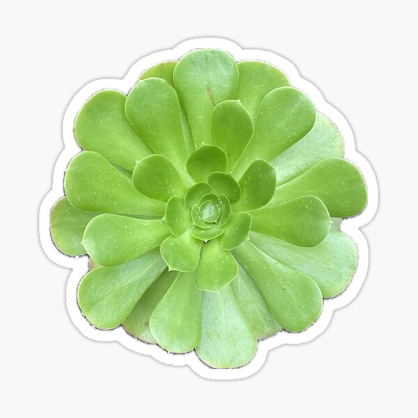 Bright Wet Succulent Sticker