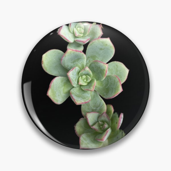 Item preview, Succulent Patch designed and sold by SucculentLovers.