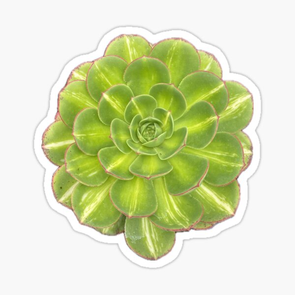 Green Bright Succulent Sticker