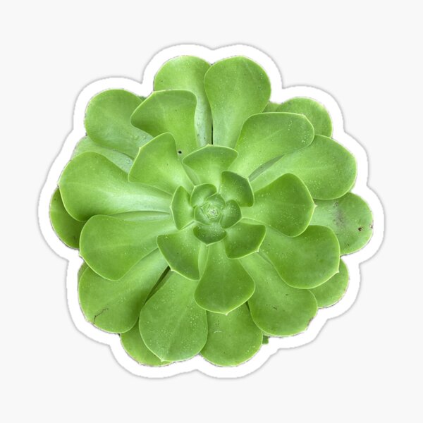 Green Sharp Succulent Sticker