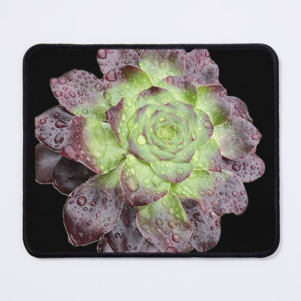 Item preview, Rain Succulent Burgandy Green designed and sold by SucculentLovers.