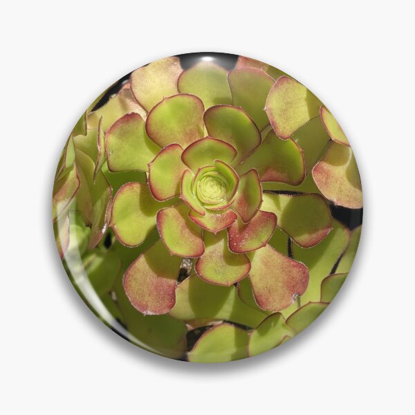 Item preview, Succulent Cluster designed and sold by SucculentLovers.