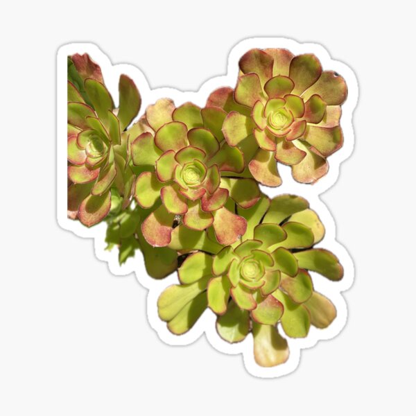 Succulent Cluster Sticker