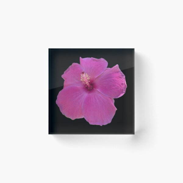 Item preview, Pink Paradise from Hawaii Flower designed and sold by SucculentLovers.
