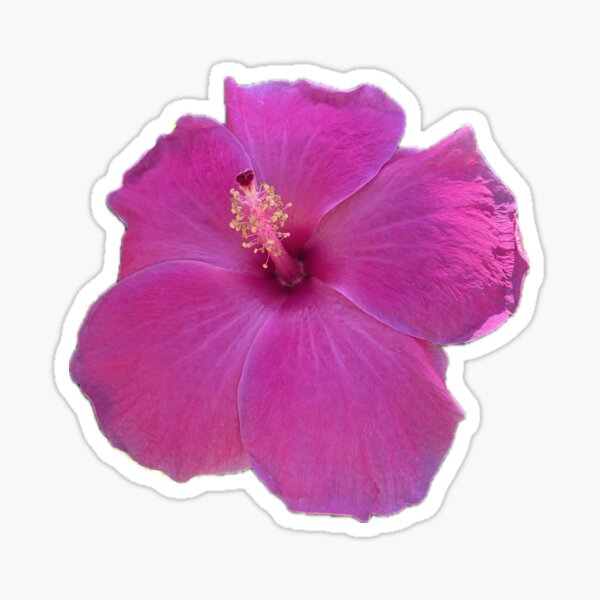 Pink Paradise from Hawaii Flower Sticker