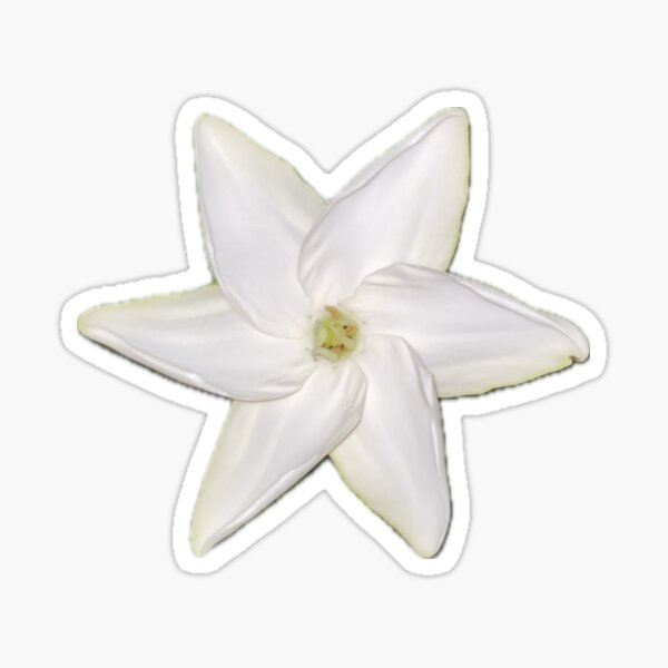 White Hawaiian Flower Sticker