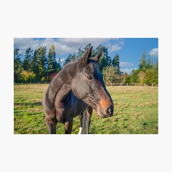 Item preview, Smiling Horse designed and sold by Ernie Steven Dickey.