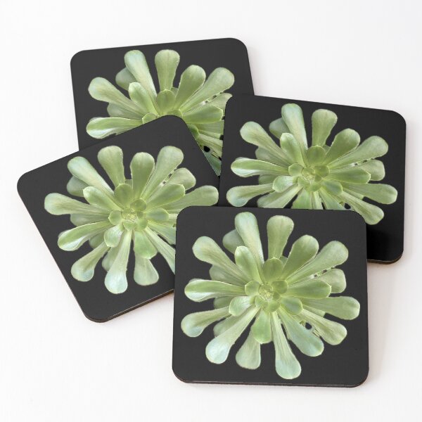Pretty Green Succulent Split Leaf Coasters (Set of 4)