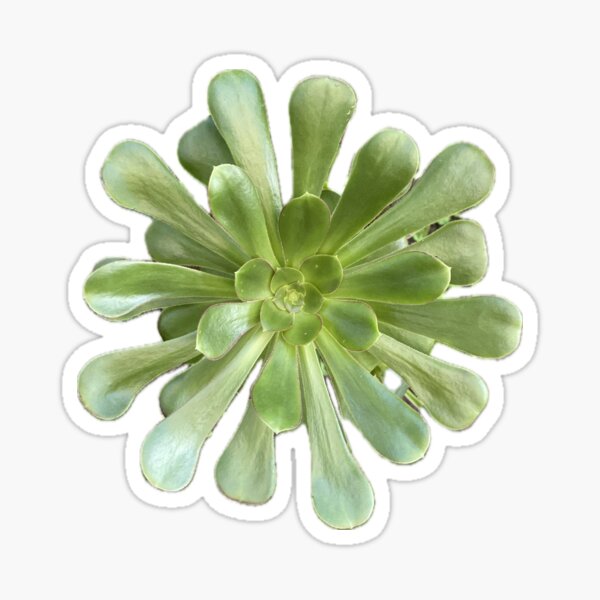 Pretty Green Succulent Split Leaf Sticker