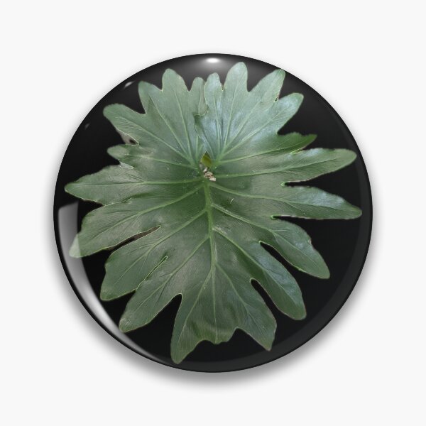 Item preview, Pretty Green Split Leaf designed and sold by SucculentLovers.