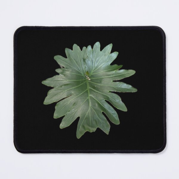 Item preview, Pretty Green Split Leaf designed and sold by SucculentLovers.